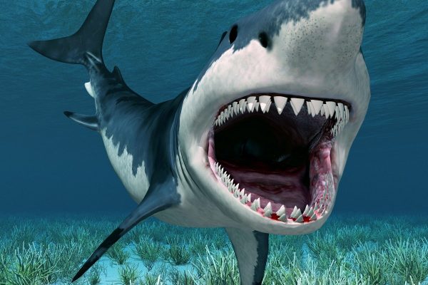 До чого сниться акула: тлумачення за різними сонникам