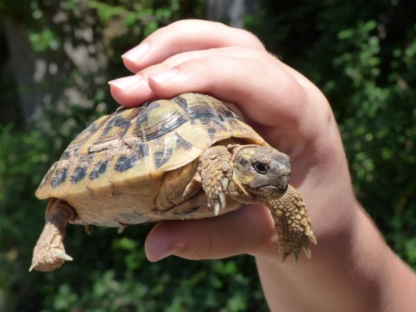 До чого сниться черепаха: тлумачення за різними сонникам