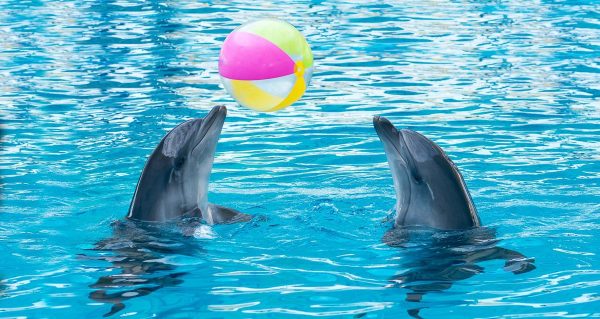 До чого сниться дельфін: тлумачення за різними сонникам