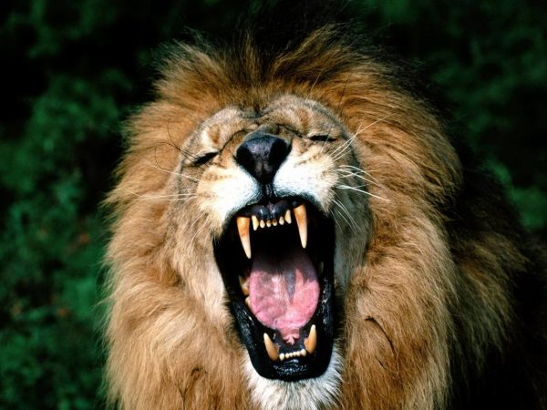 До чого сниться лев: тлумачення сну по різним сонникам