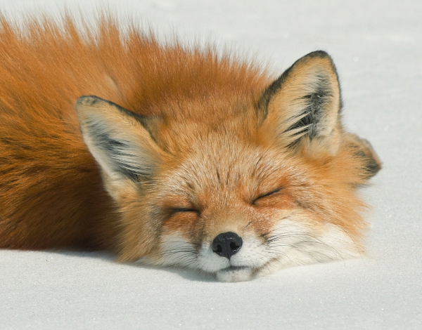 До чого сниться лисиця (руда, біла, добра, скажена): тлумачення сну за даними різних сонників
