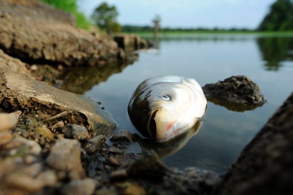 До чого сниться мертва риба – тлумачення по Міллеру, Фрейдом та іншими сонникам