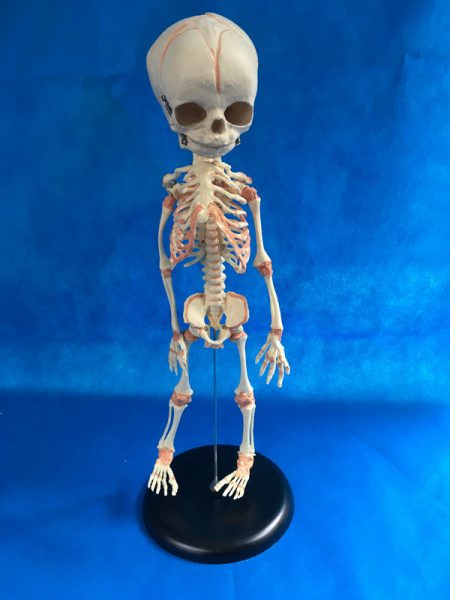 До чого сниться скелет людини: тлумачення з популярним сонникам