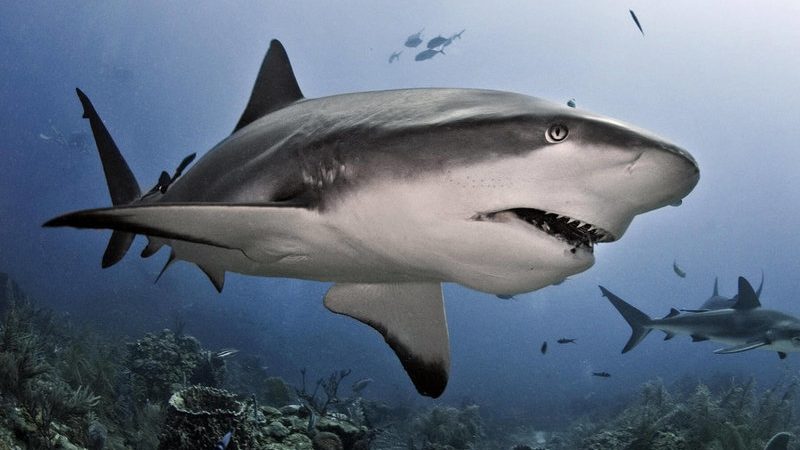 До чого сниться акула: тлумачення за різними сонникам