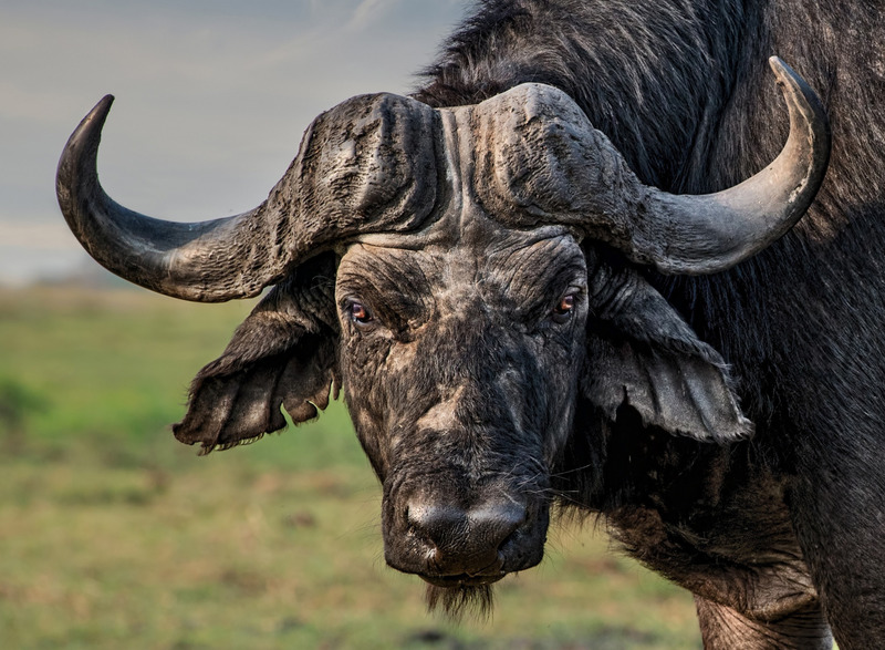 До чого сниться бик (жінці, чоловікові): чорна, з рогами, великий, розлючений, тварина, яка нападає, женеться, буцає