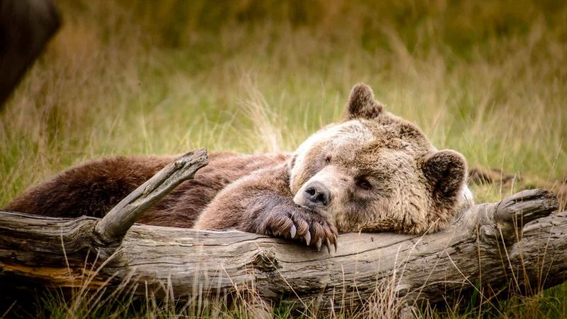 До чого сниться бурий ведмідь по основним значенням і сонникам
