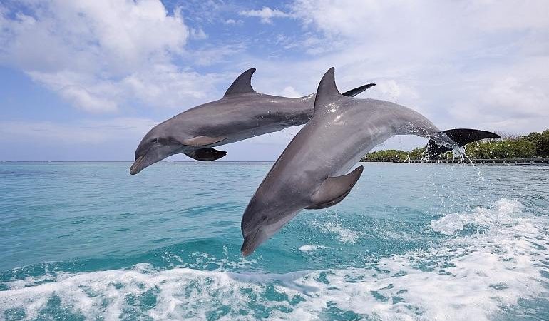 До чого сниться дельфін по сонникам Ванги, Нострадамуса