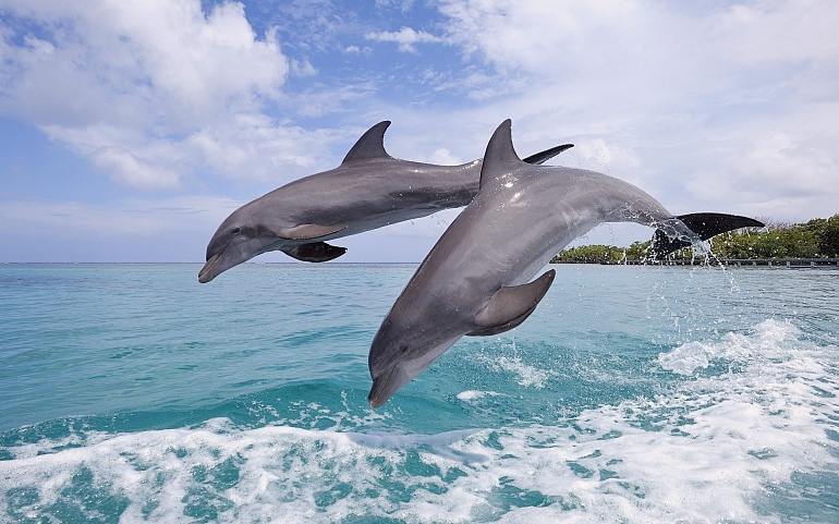 До чого сниться дельфін по сонникам Ванги, Нострадамуса