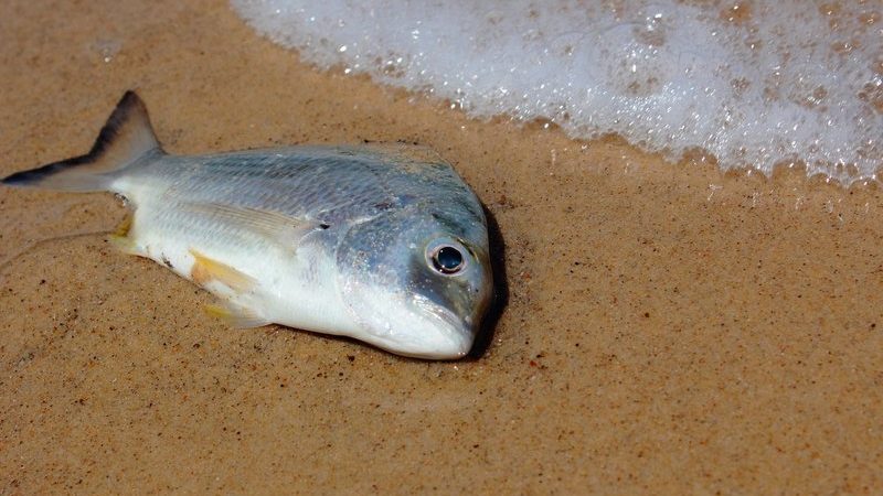 До чого сниться мертва риба: тлумачення за різними сонникам
