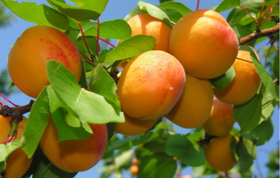 До чого сняться абрикоси: зовнішній вигляд фруктів, дії з ними. До чого сняться абрикоси згідно з різними сонникам
