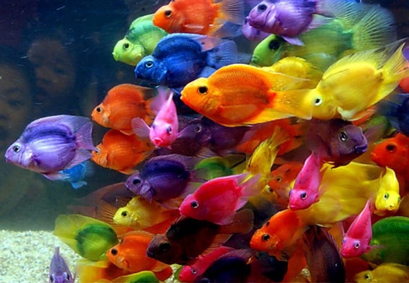 До чого сняться акваріумні рибки