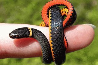 До чого сняться маленькі змії