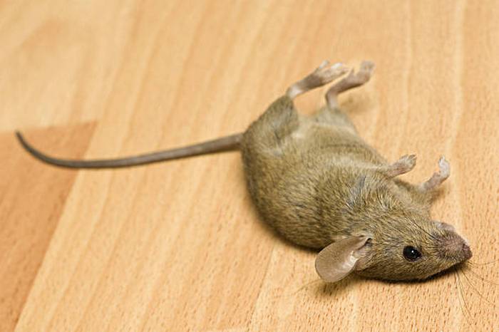 До чого сняться мертві миші по сонникам Міллера, Ванги, Фрейда, іншим трактатами